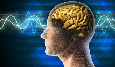 מוח, הגברי יותר גדול מהנשי