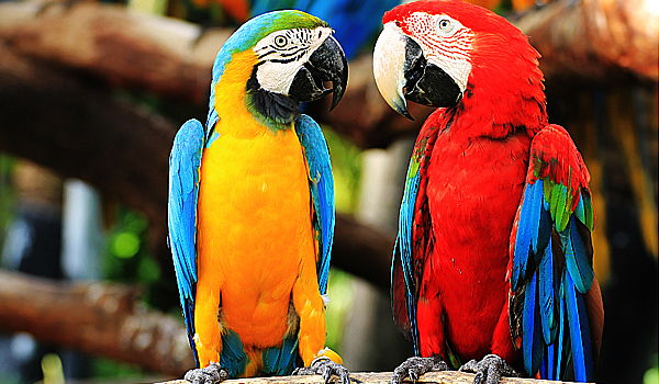 התוכי הלשין לשוטרים: "הוא שיכור!"