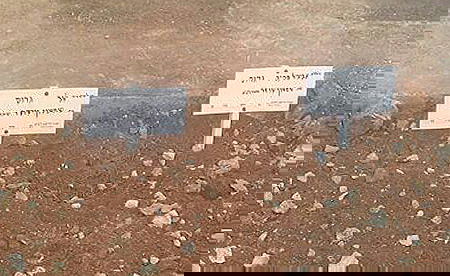 קורע לב: מקום קבורתן של האחיות גרוס