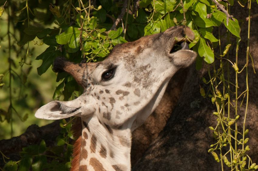 ג'ירף, אילוסטרציה