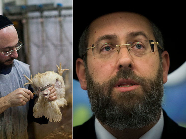 הרב הראשי לישראל לצד שחיטה יהודית