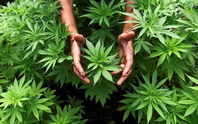 מריחואנה