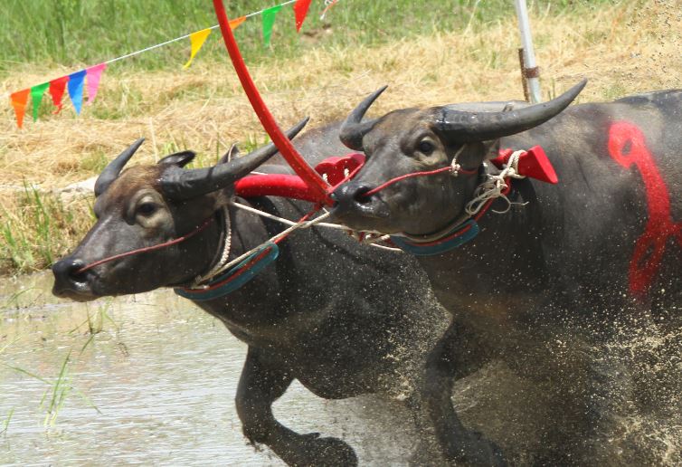 מירוץ שוורים