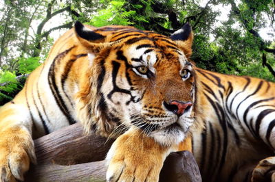 מפחיד: נמר נכנס לחנות באמצע היום