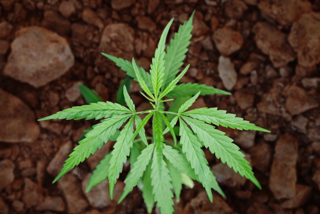 צמח הקנאביס