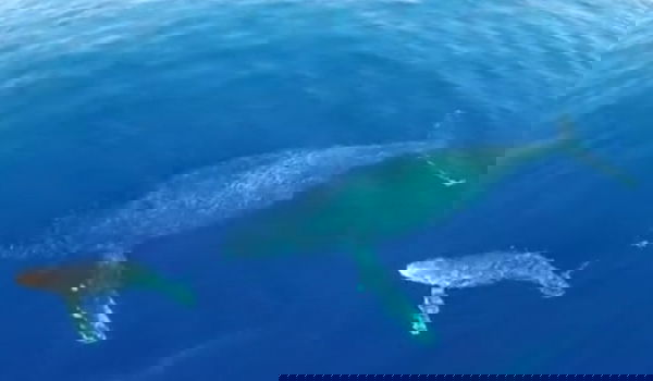 וידאו: מזל"ט תיעד לוויתנים מקרוב