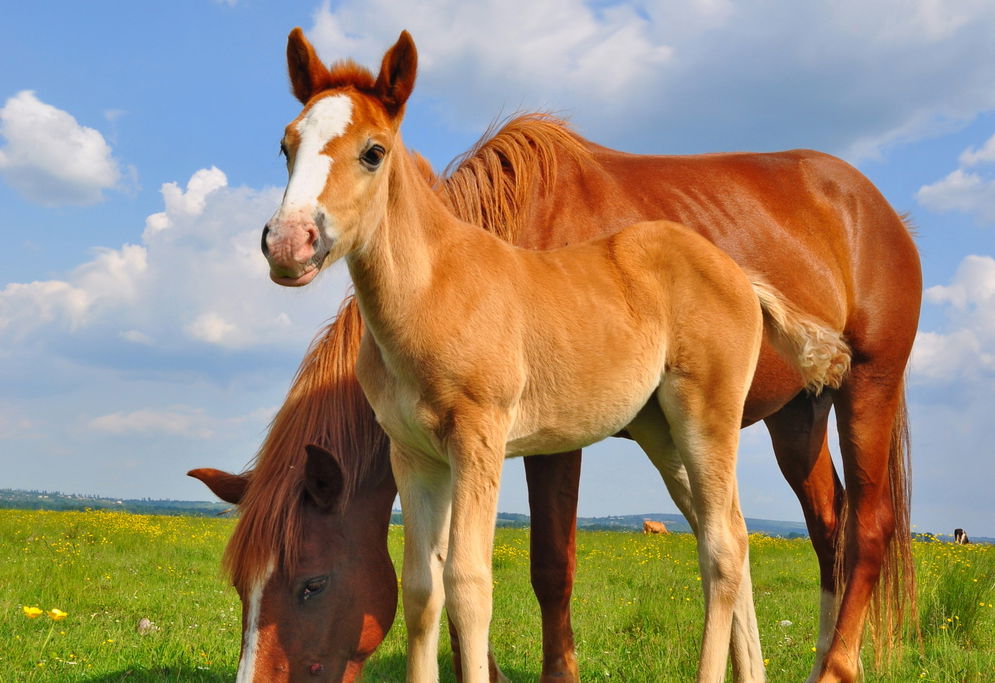 אילוסטרציה