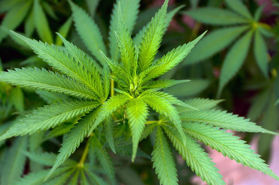 כתב אישום: גידלו בקרית גת סם בכמויות ענק