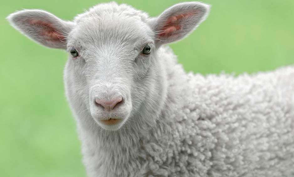 מנקים לפסח? אל שחטו את הנישואין שלכם