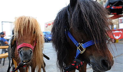 בני ברק: שני סוסים נכנסו לתוך חצר של גן ילדים