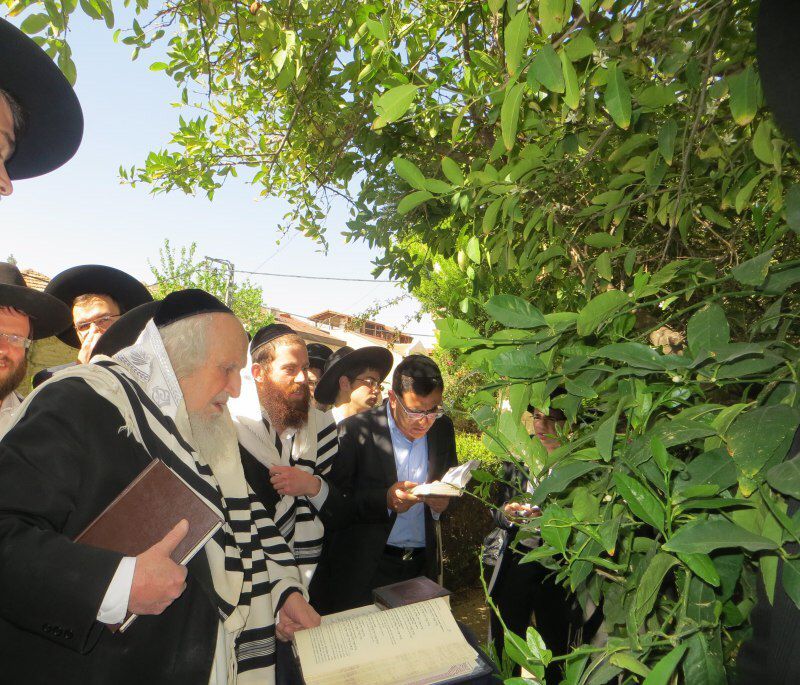 תיעוד: הרב שמואל אוירבך בברכת האילנות