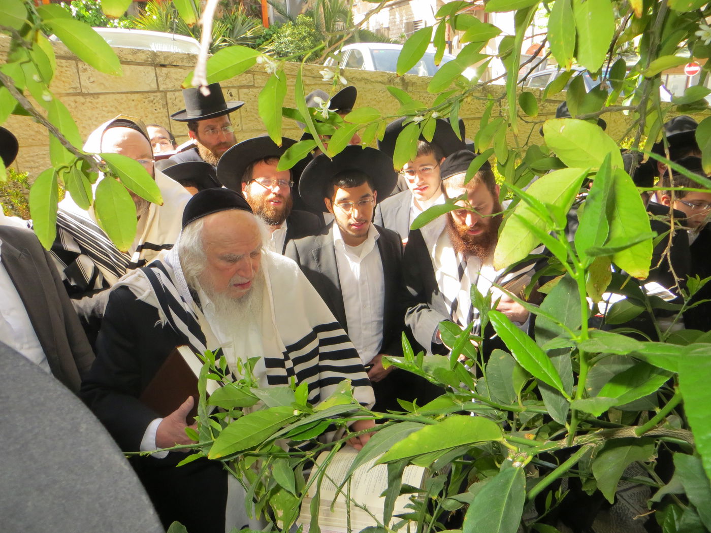 תיעוד: הרב שמואל אוירבך בברכת האילנות