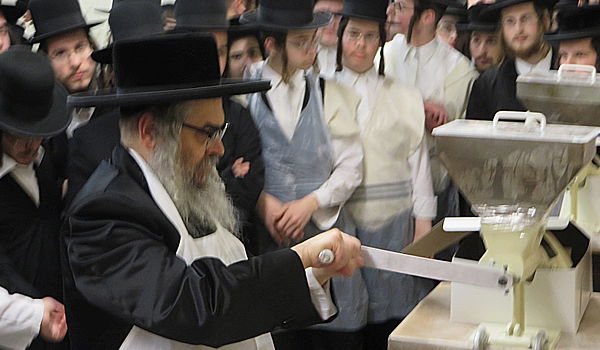 צפו: האדמו"ר מסאטמר טוחן חיטים לקראת חג הפסח