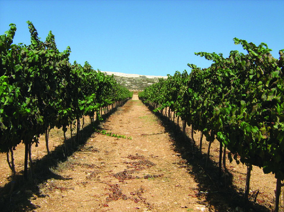 איך לשתות 4 כוסות? הטיפים