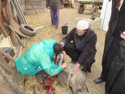 תיעוד: שחיטת עופות ובהמות באומן לחג הפסח