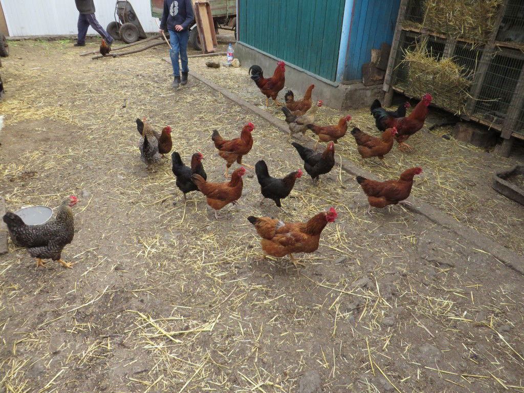 תיעוד: שחיטת עופות ובהמות באומן לחג הפסח