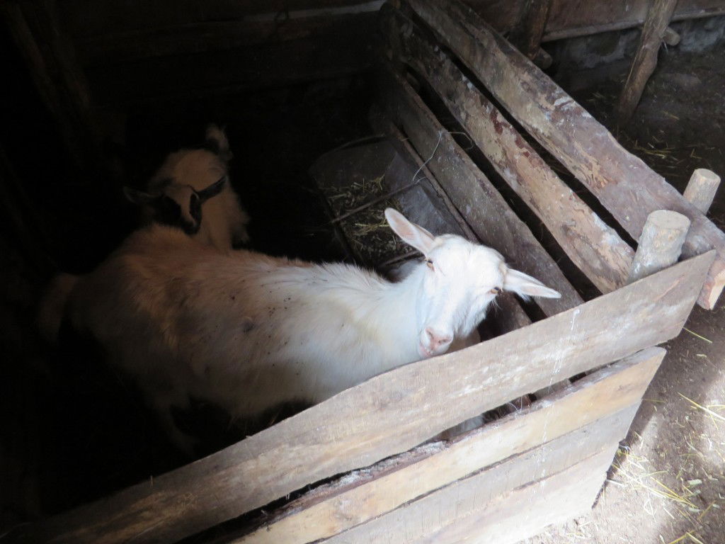 תיעוד: שחיטת עופות ובהמות באומן לחג הפסח