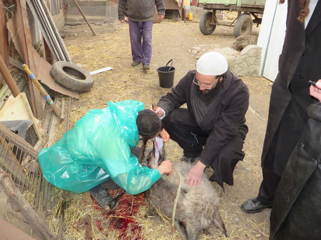 תיעוד: שחיטת עופות ובהמות באומן לחג הפסח