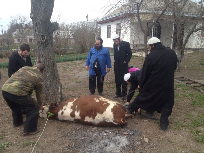 תיעוד: שחיטת עופות ובהמות באומן לחג הפסח