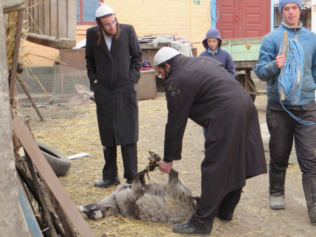 תיעוד: שחיטת עופות ובהמות באומן לחג הפסח