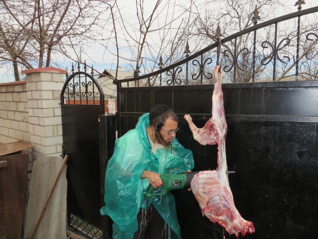 תיעוד: שחיטת עופות ובהמות באומן לחג הפסח