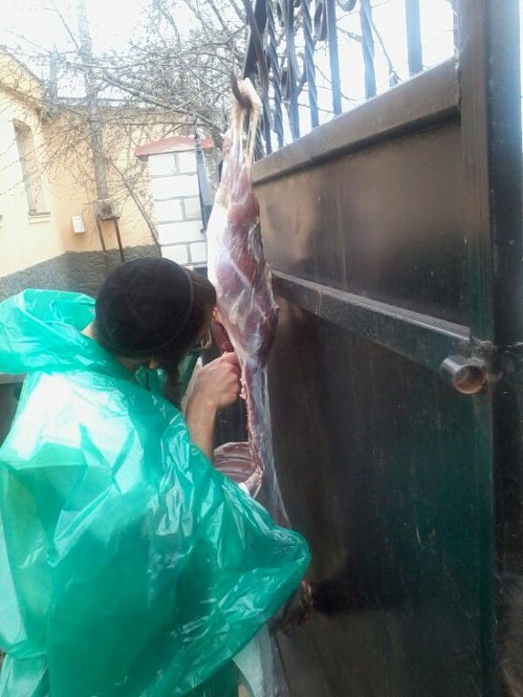 תיעוד: שחיטת עופות ובהמות באומן לחג הפסח