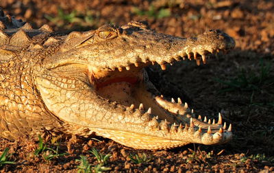 מפחיד: תנין הסתובב חופשי במרכז קניות בקליפורניה