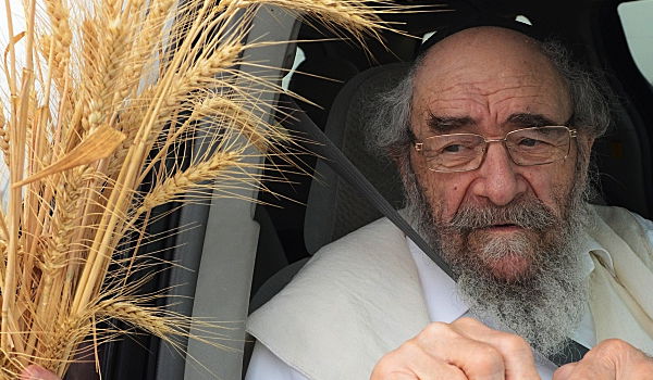 כשנה לפסח: רבנים ואדמו"רים בקציר חיטים