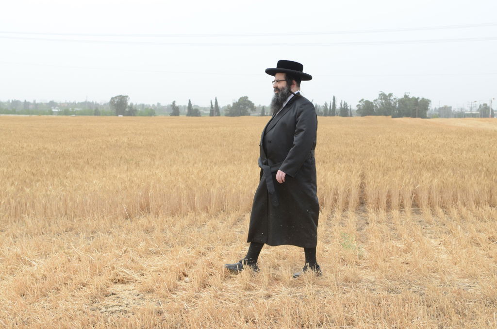 כשנה לפסח: רבנים ואדמו"רים בקציר חיטים