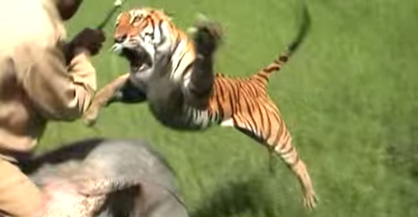 הטיגריס מתעופף ותוקף