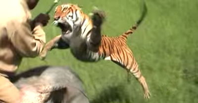 הטיגריס מתעופף ותוקף