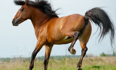 צפו: לא כדאי להתעסק עם סוסים