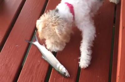 כלבה ודג נפגשו על המזח; לא תאמינו כיצד זה נגמר