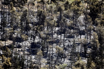 השריפה הגדולה בירושלים • היום שאחרי