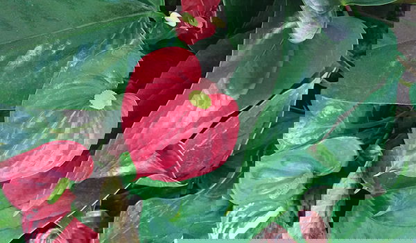 צילומים במכשיר החדש