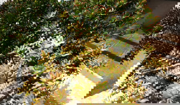 צילומים במכשיר החדש