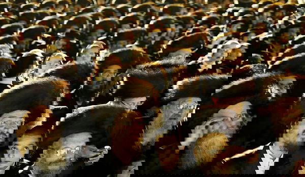 חסידי סאטמר