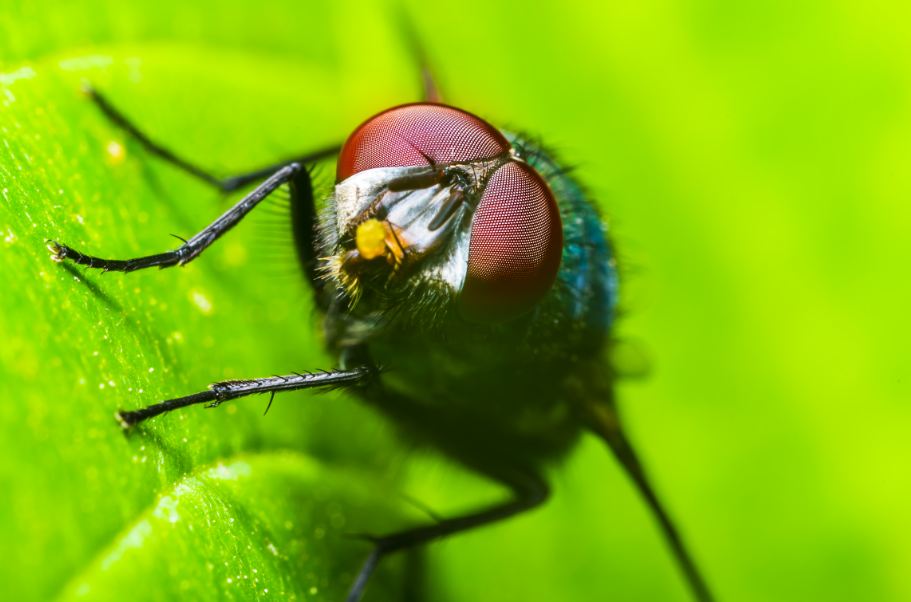 צפו: זו כנראה השיטה הכי מוצלחת להרחקת חרקים
