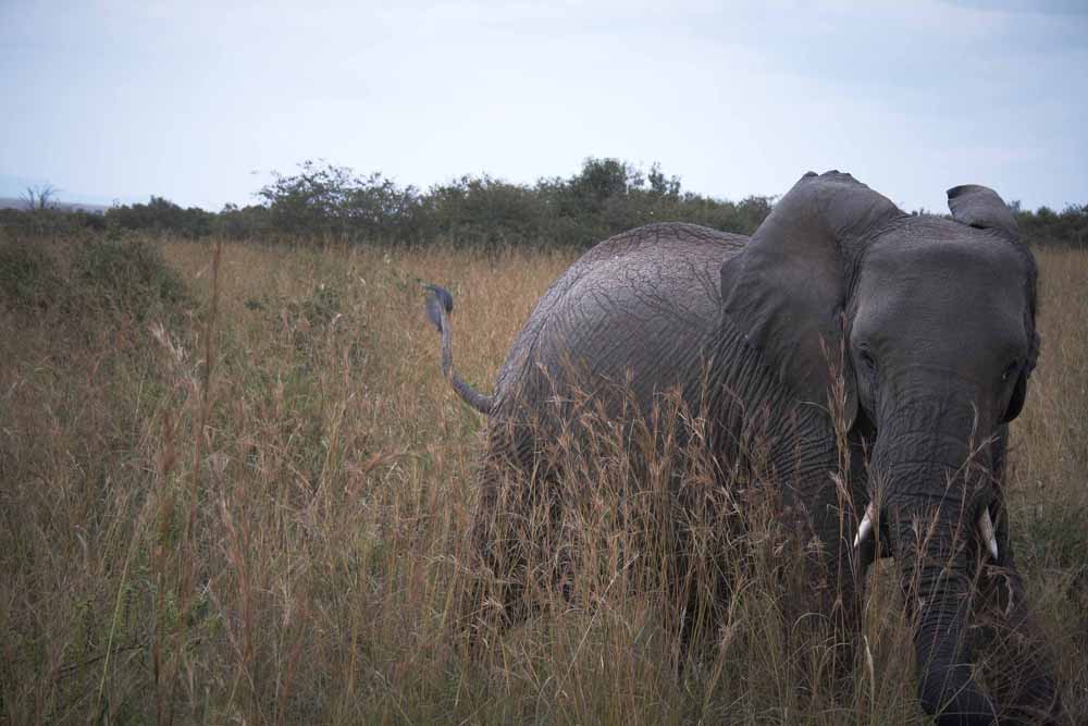 באוויר, ביבשה ובמצלמה: מסע באפריקה
