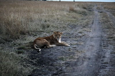 באוויר, ביבשה ובמצלמה: מסע באפריקה