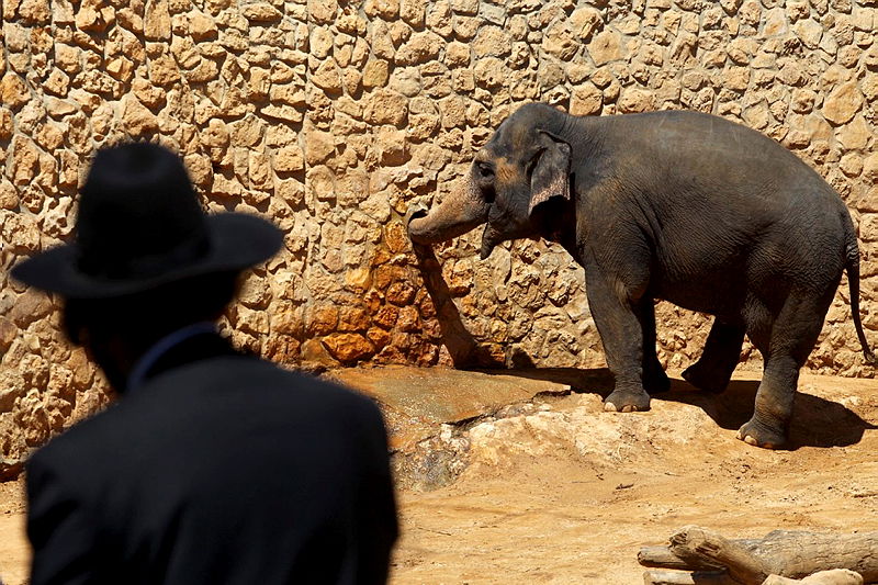 הנפגעים בחופשה - בעיקר חרדים