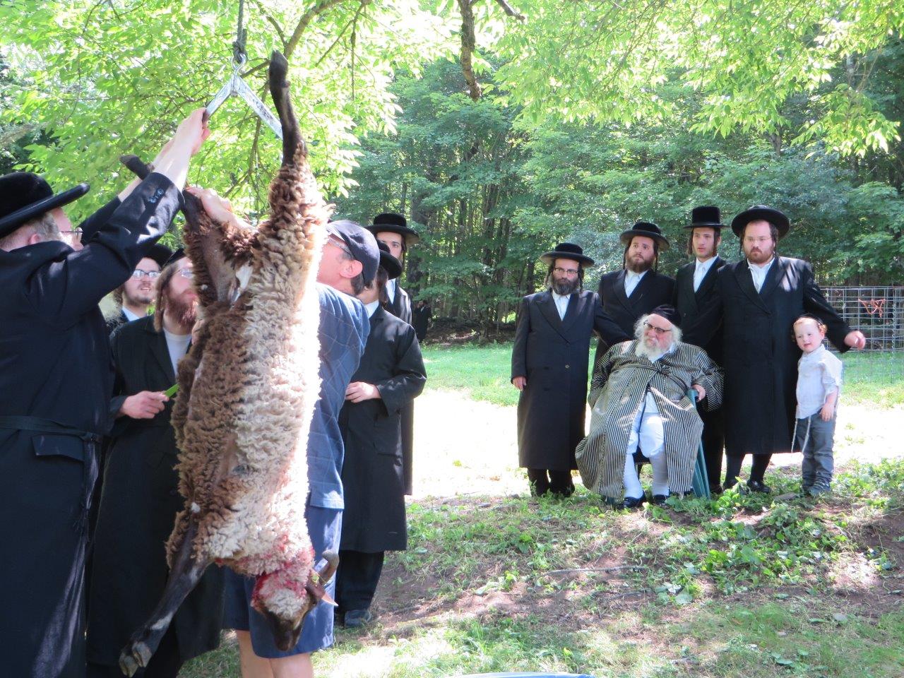 צפו בתיעוד: גאב"ד קארלסבורג שוחט כבש לראש השנה