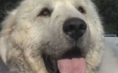 מוזר: כלב נבחר לראשות עיר במינסוטה