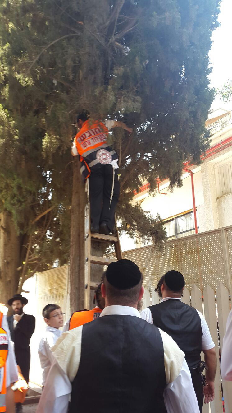 בני ברק: ניסה לגנוב ונתלה על העץ בעת שברח