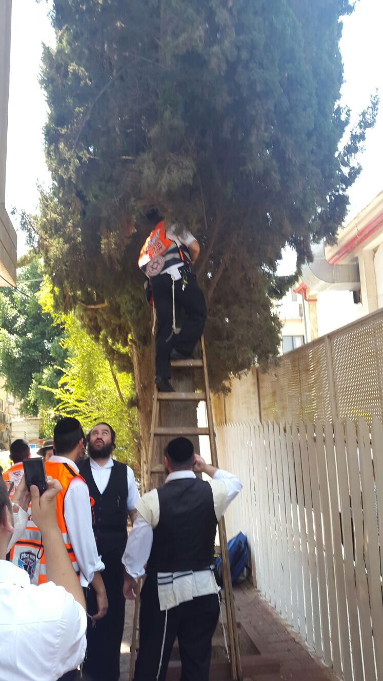 בני ברק: ניסה לגנוב ונתלה על העץ בעת שברח