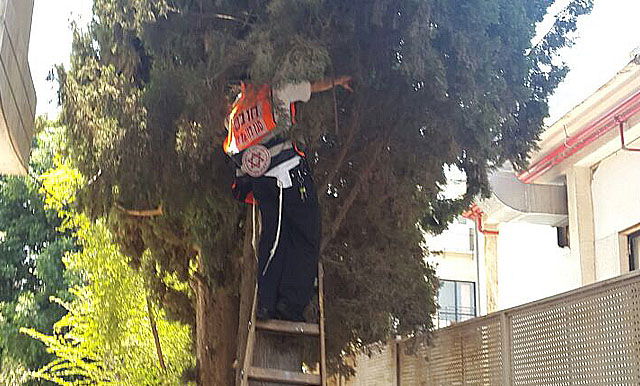 בני ברק: ניסה לגנוב ונתלה על העץ בעת שברח