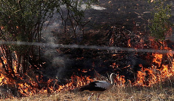 שריפה בירושלים