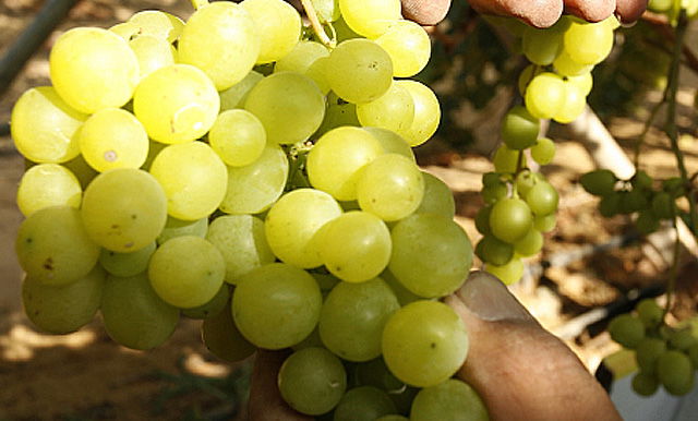 בני ברק: תינוק נחנק מענבים, מצבו קשה