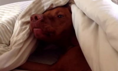 ויראלי: הכלב שלא רוצה להתעורר בבוקר