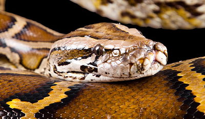 קנדה: "רוח הרפאים" שהפחידה את המשפחה התגלתה כנחש